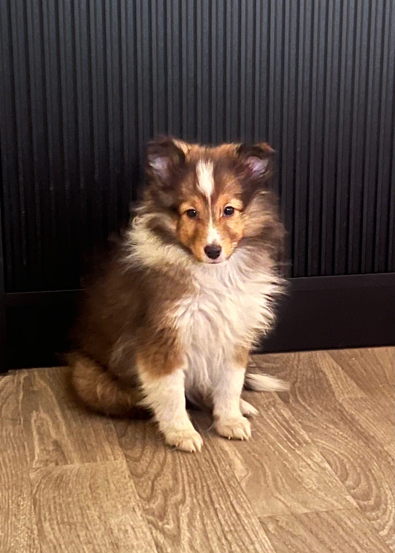 Shetland Sheepdog valper selges