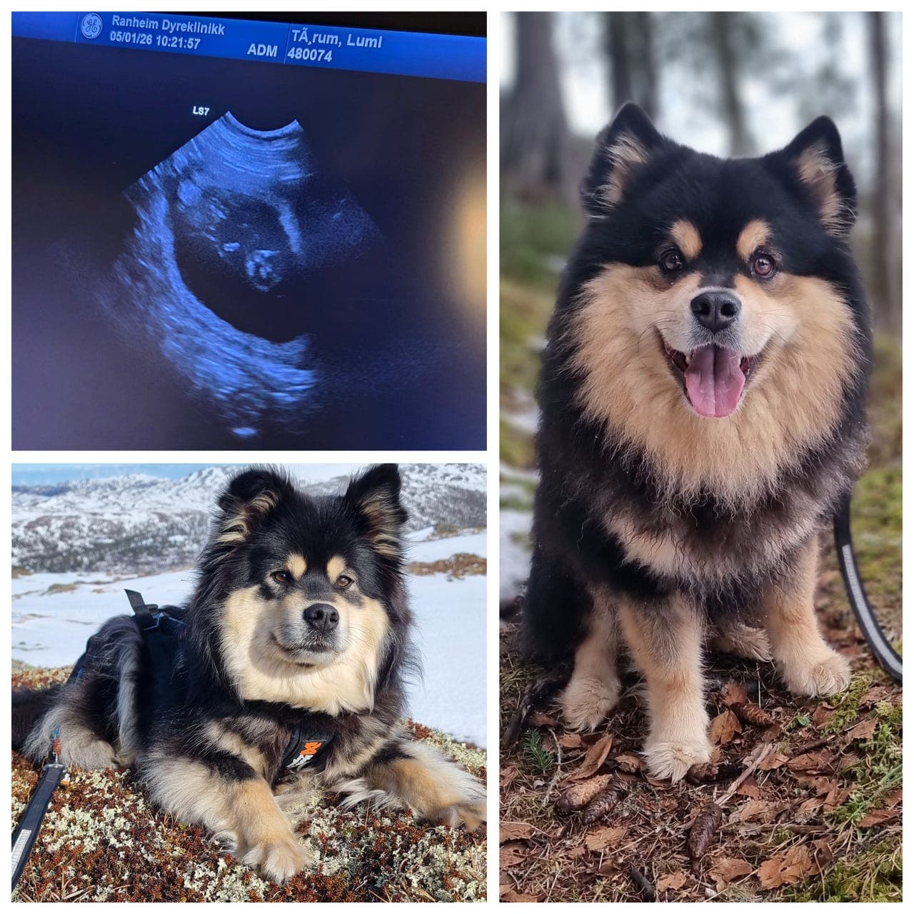 Finsk lapphundvalper