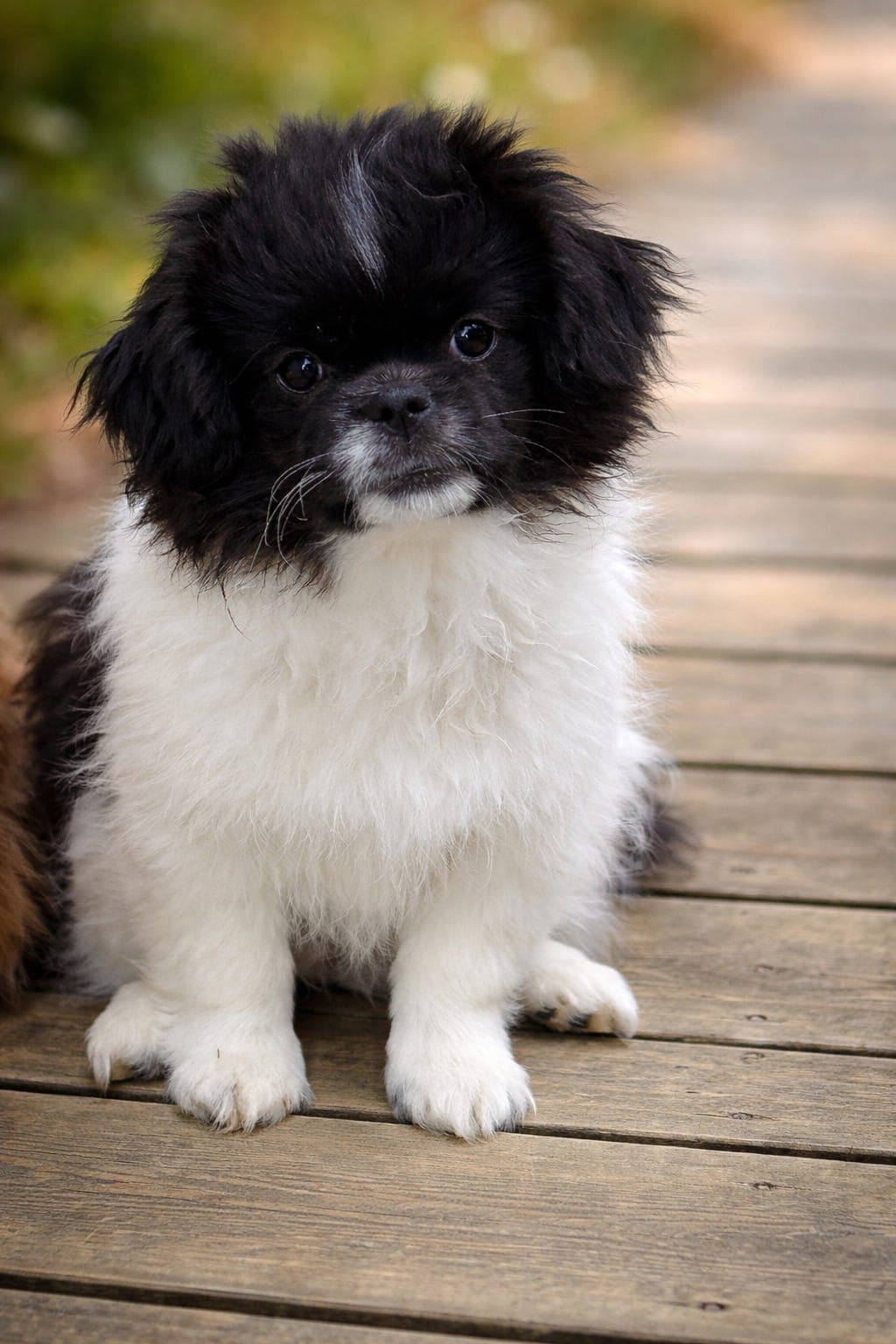Tibetansk Spaniel