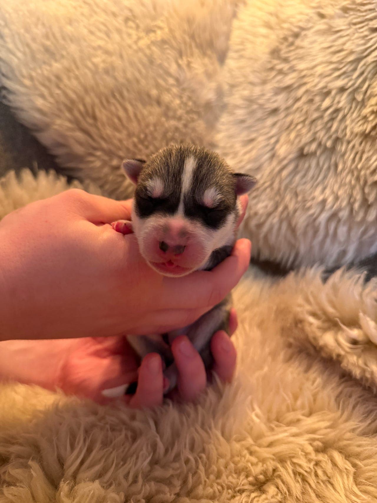 Siberian Husky valper