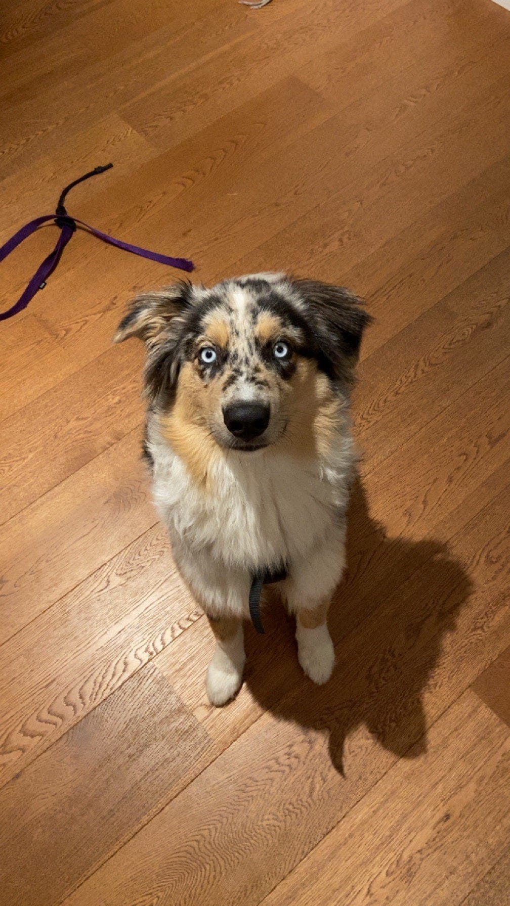 Vurderer å omplassere 10mnd gammel Australian Shepherd