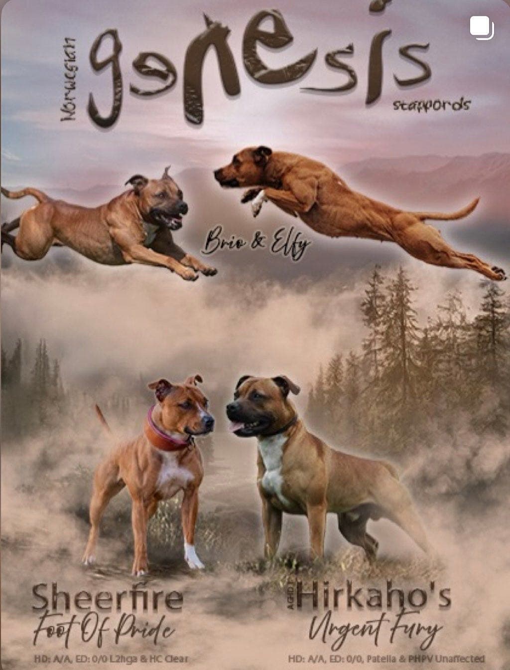 Staffordshire Bull Terrier Valper