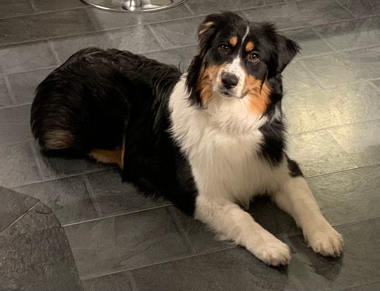 Australian Shepherd