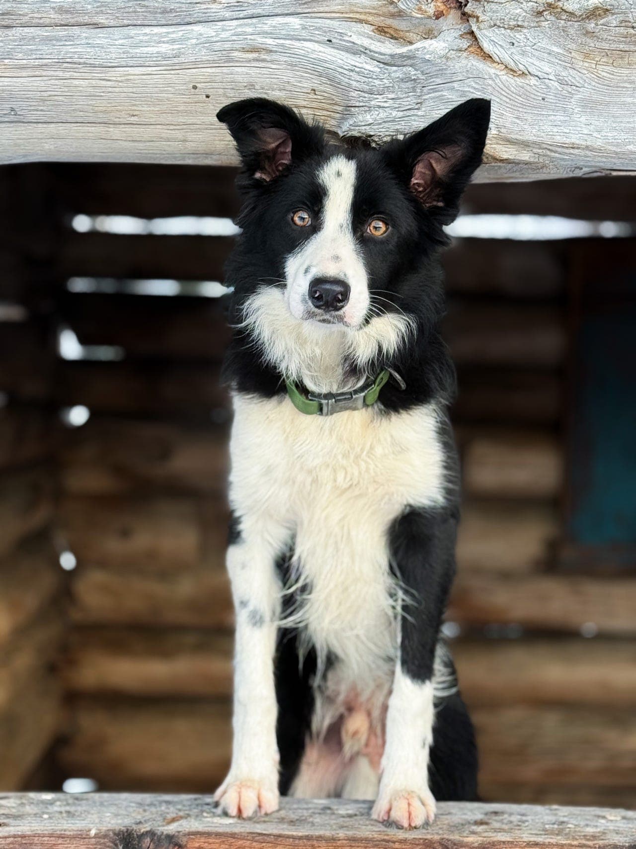 Snill Border Collie hannhund