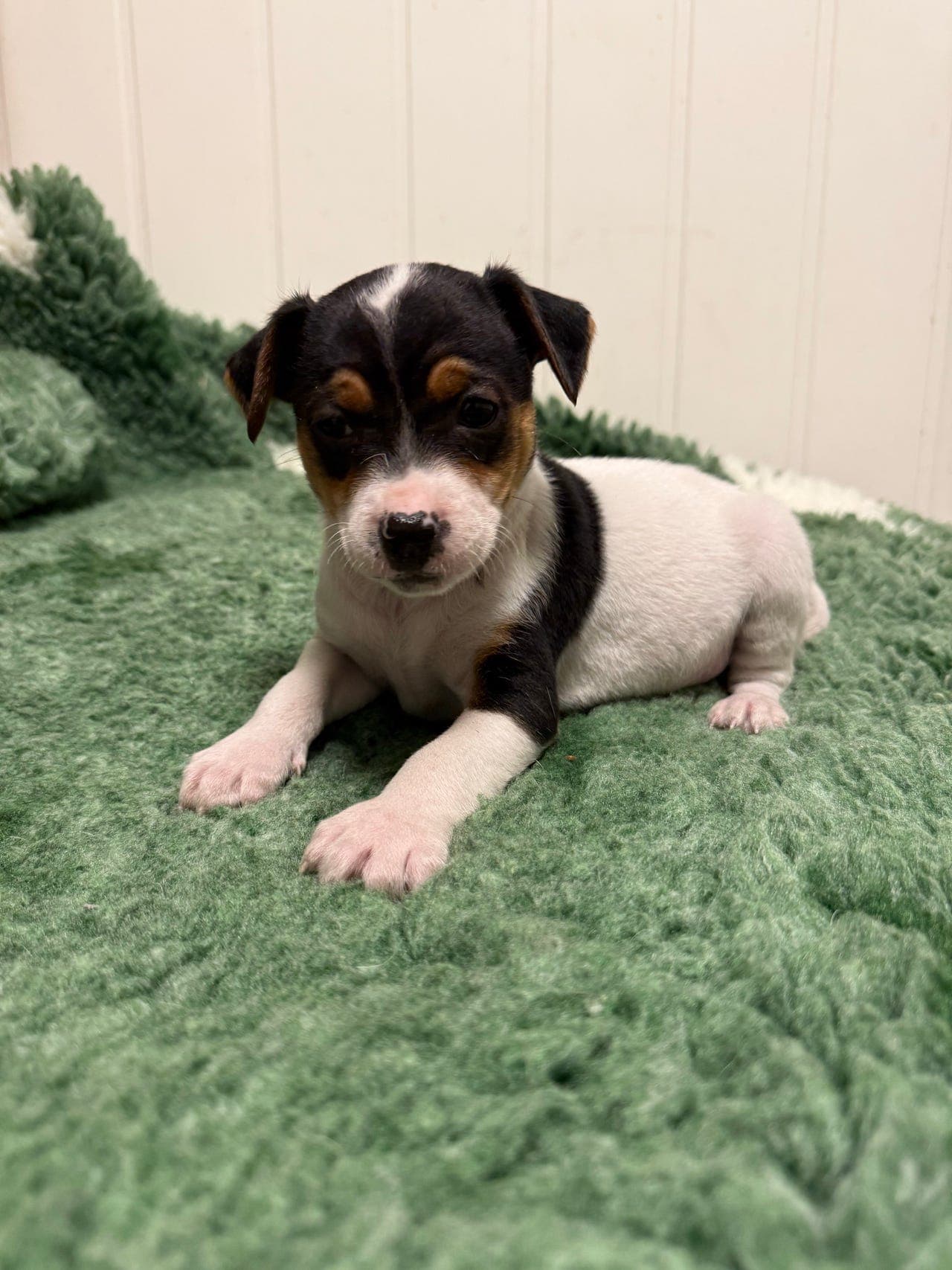 Dansk svensk gårdshundvalper