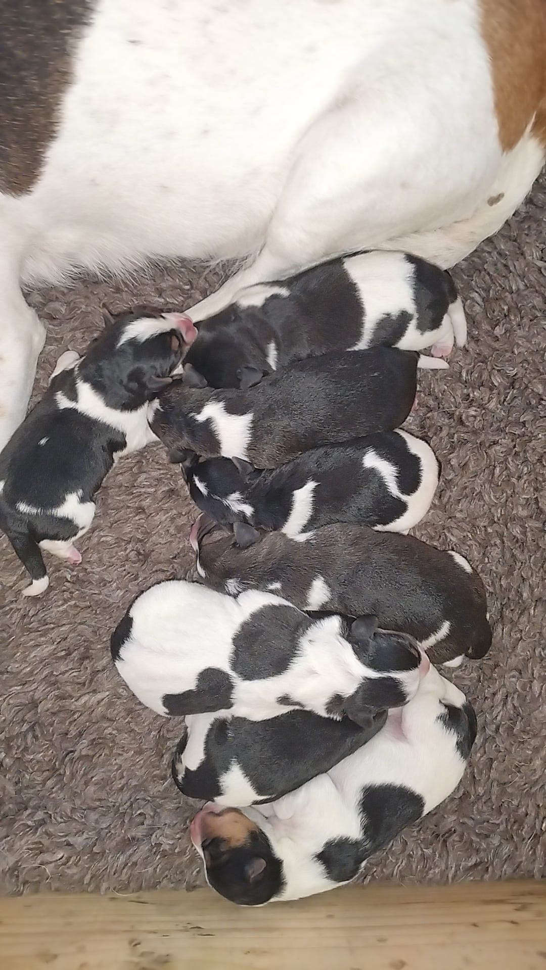 Dansk svensk gårdshund valper.