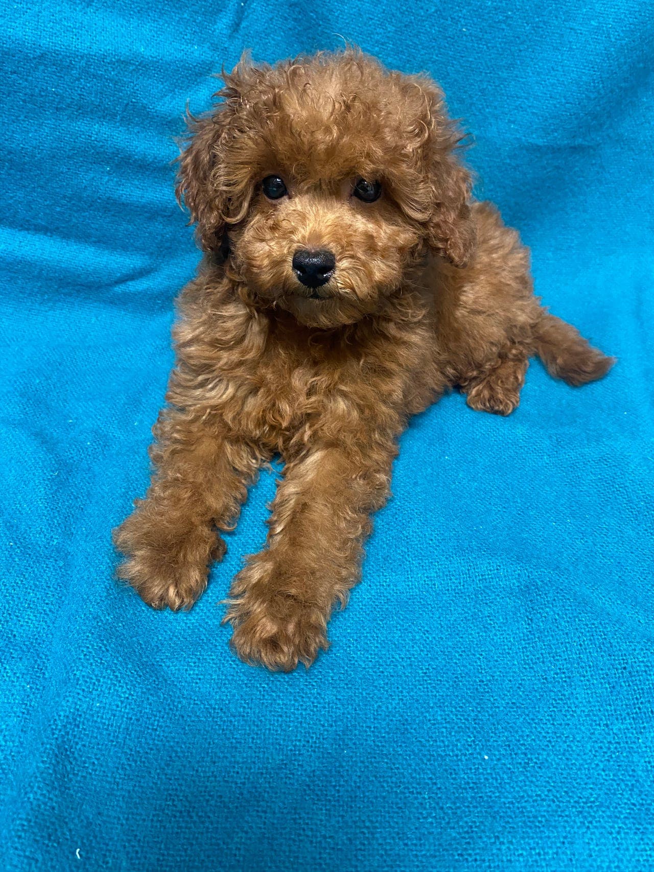 En nydelig dvergpuddel gutt