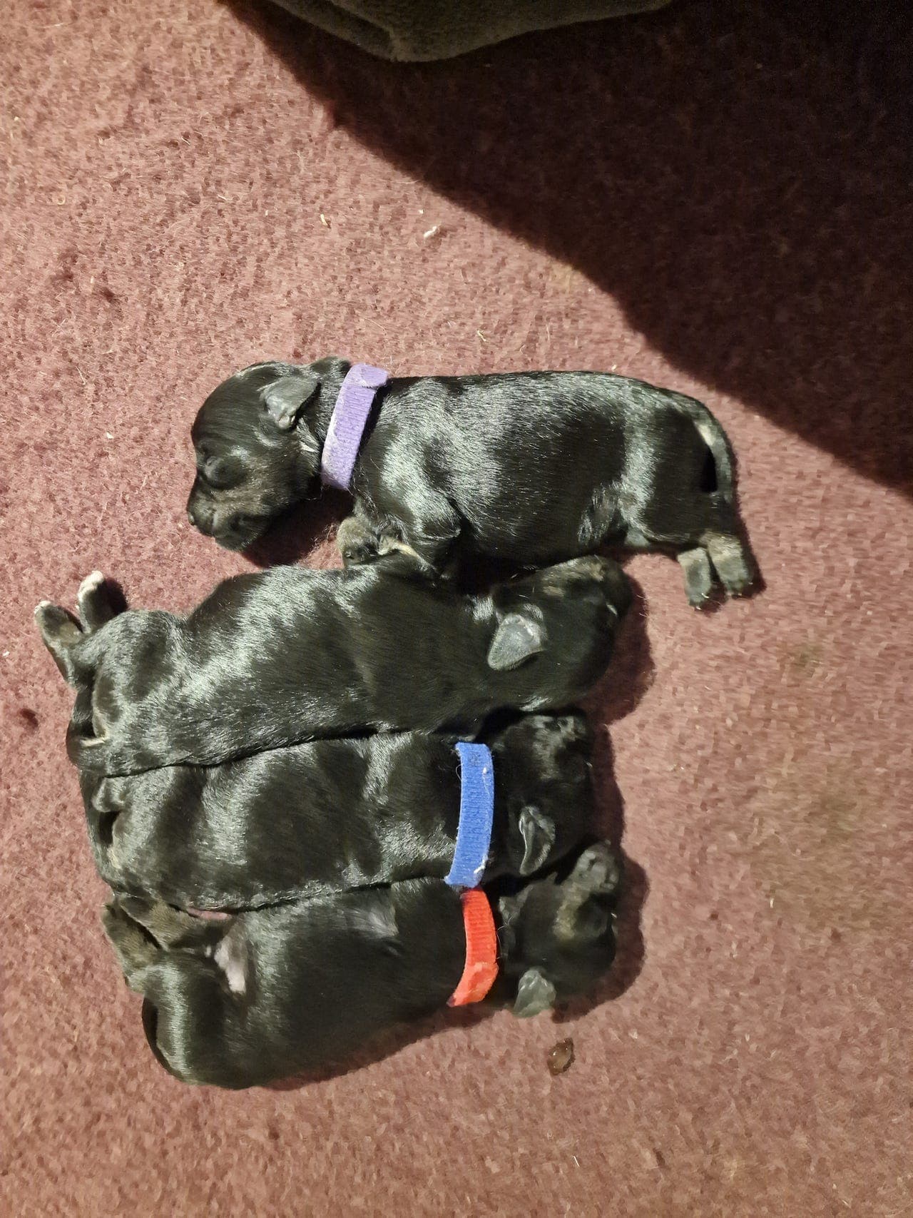 Dvergschnauzer sort sølv valper født 31.01.26