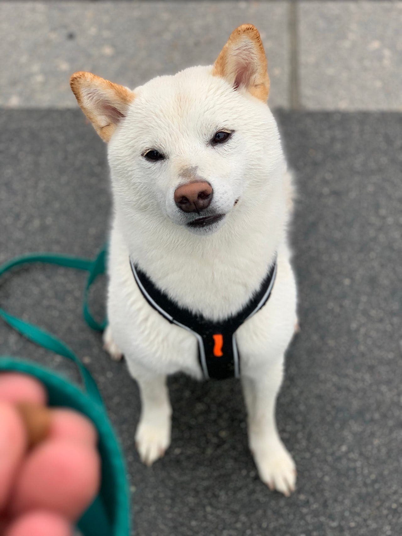 Shiba Inu søker nytt hjem