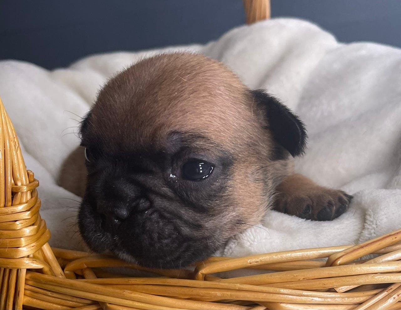 Fransk bulldog valper