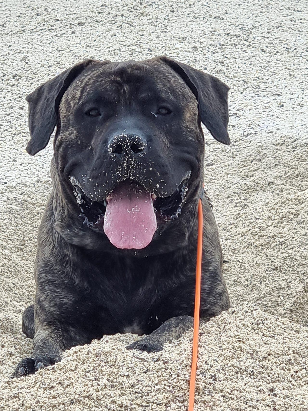 Presa Canario hannhund 2år