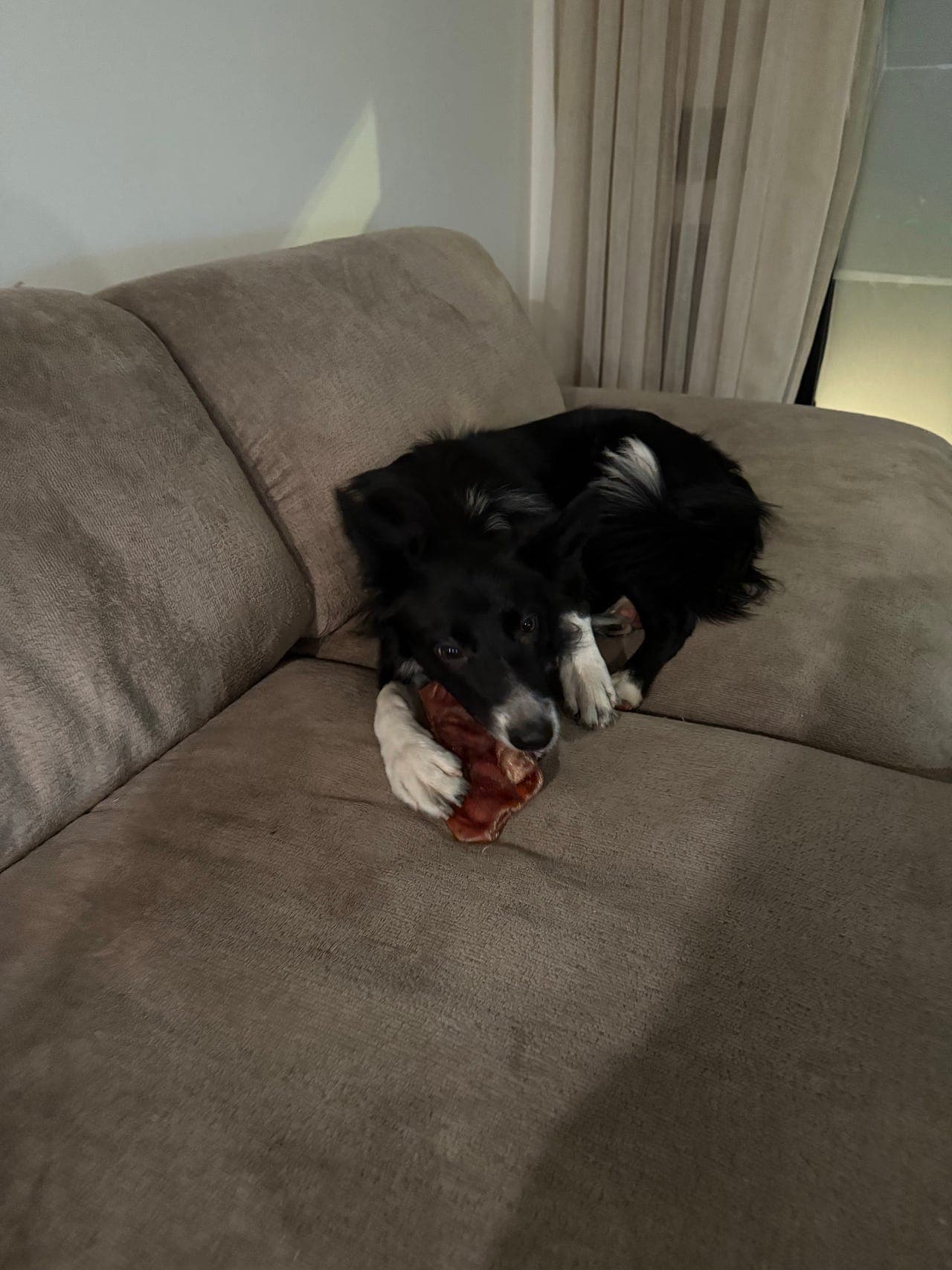 For verdt avtale for ei border collie tispe