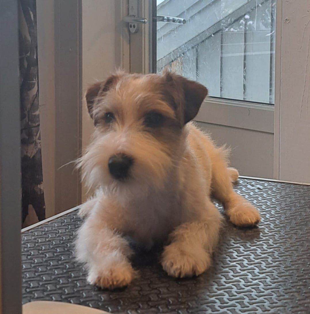 Jack Russell terrier tispevalp