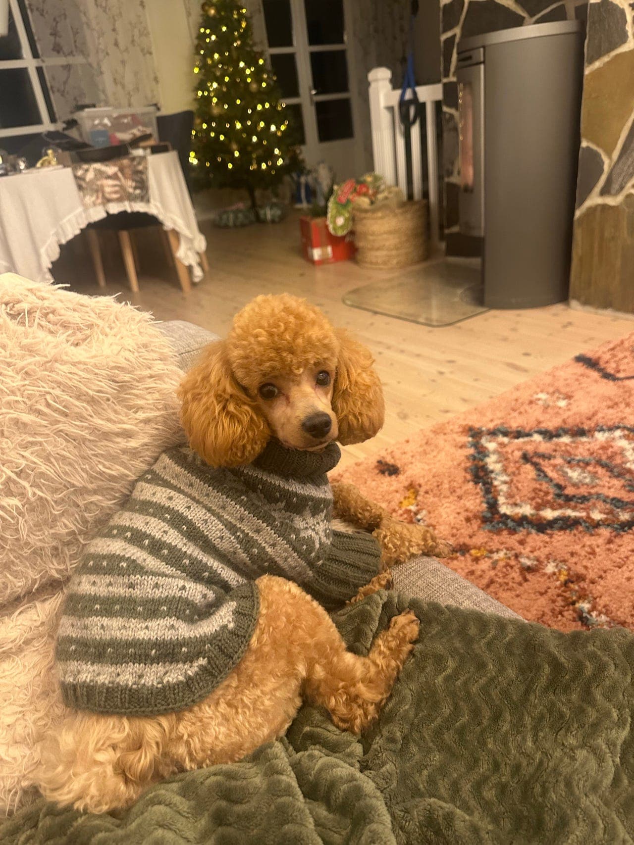 NKK Dvergpuddel valper ventes uke 7 (leveringsklare i april)