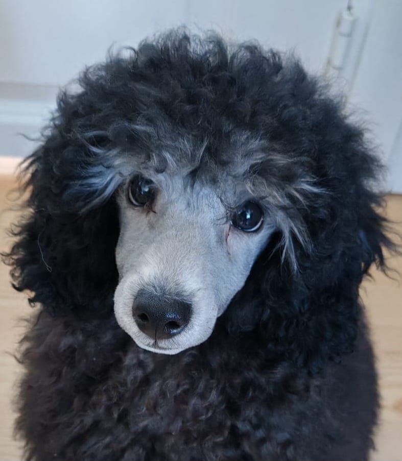 Renraset grå toy puddel leveringsklar