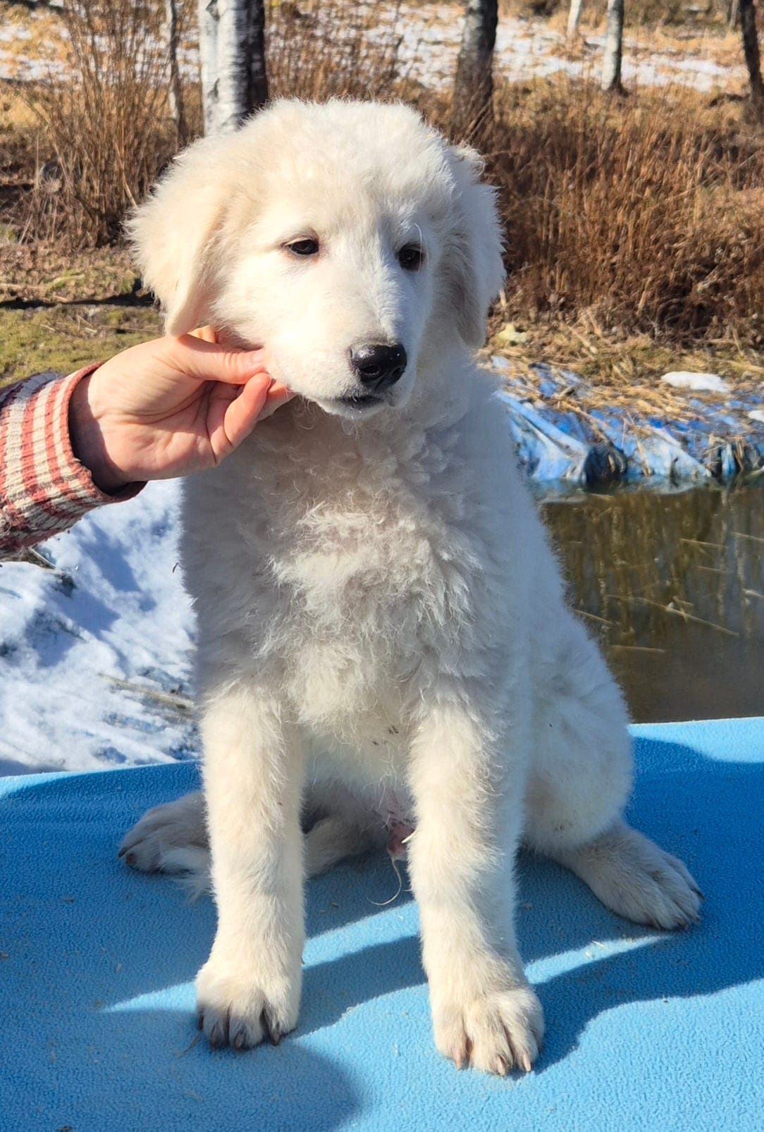Maremma valper