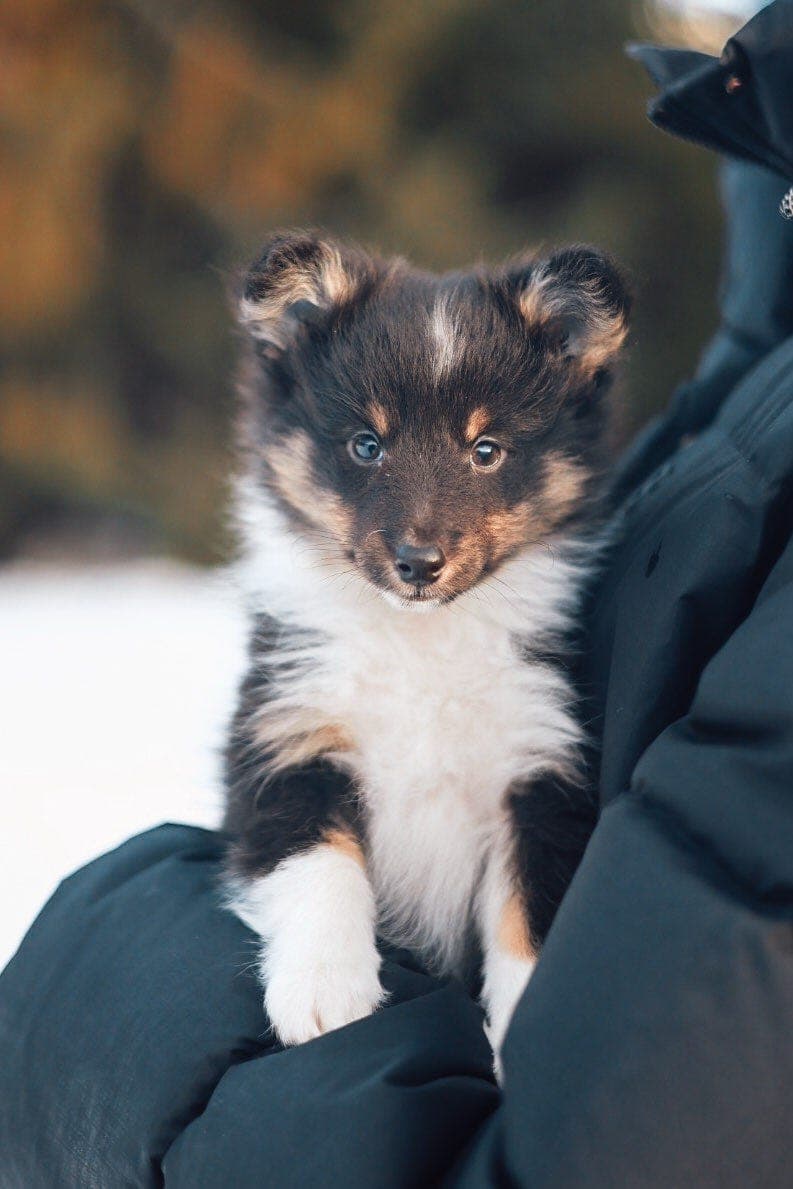 Shetland Sheepdog valp