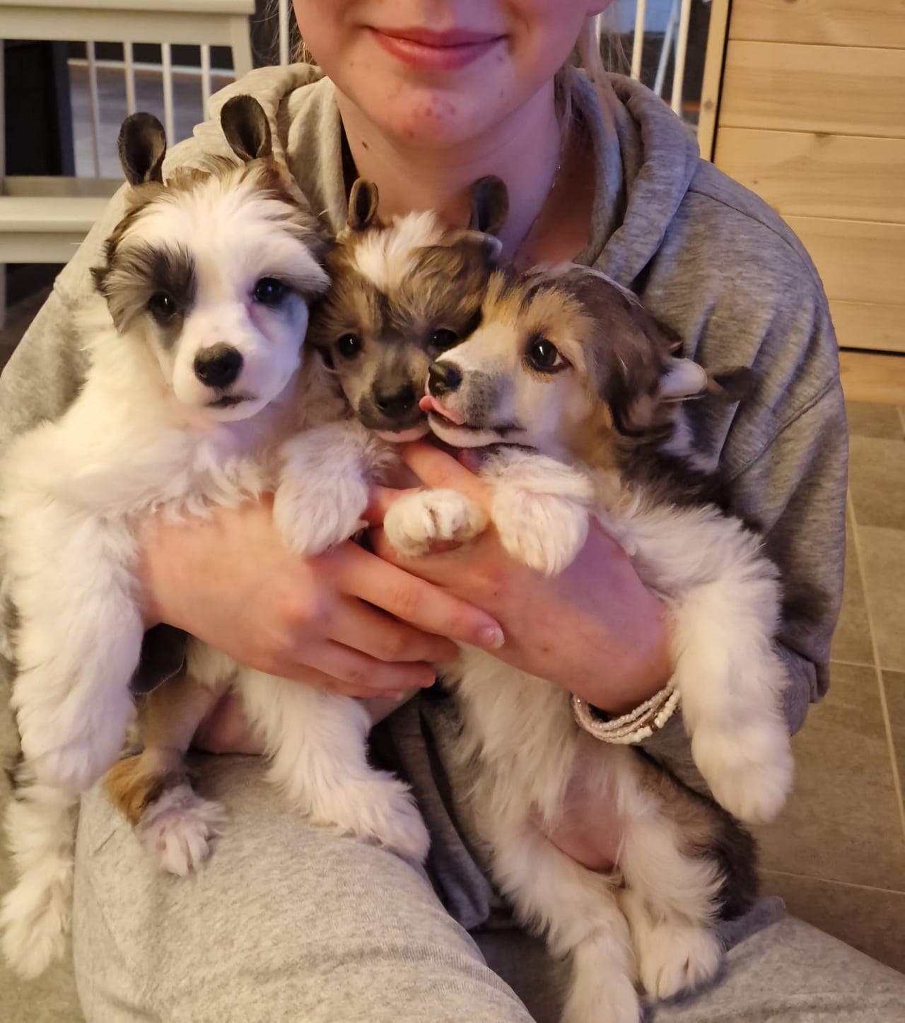 Chinese crested powderpuff - Jente