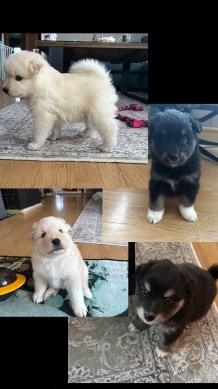 Finnsklapphund valper