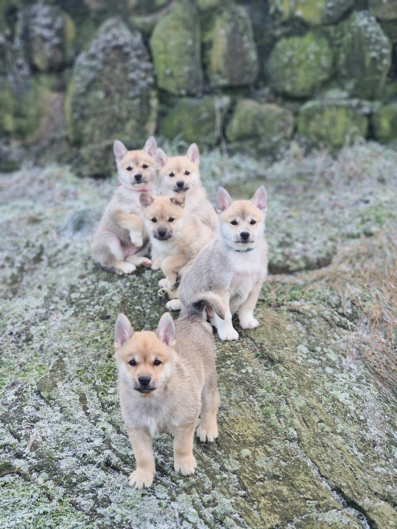 Buhund valper planlegges