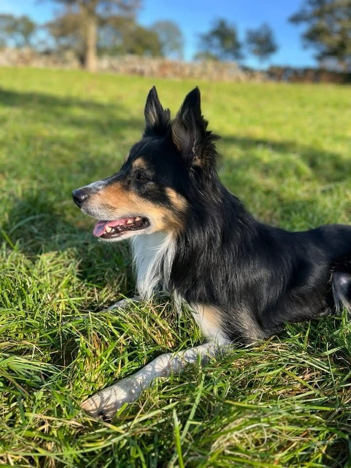 Border Collie valper