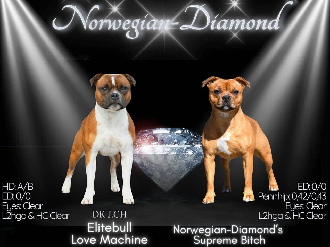 Søker fôrvert til Staffordshire Bull Terrier Hannhund 💙