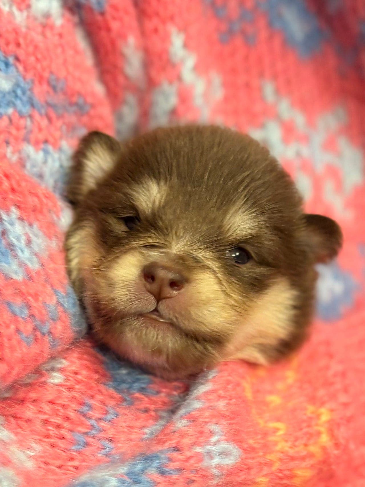 Finsk lapphundvalper til salgs