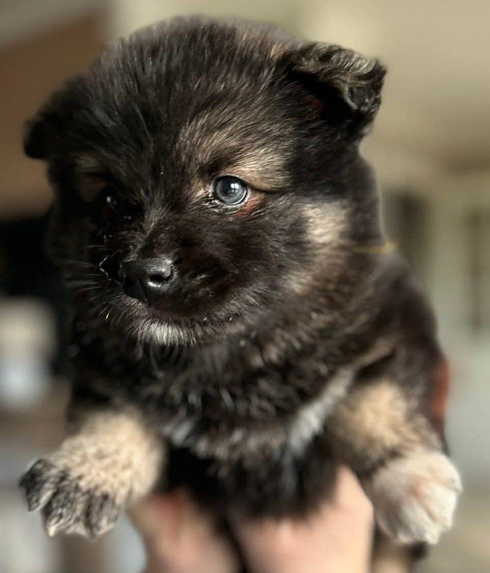 Finsk lapphund valper