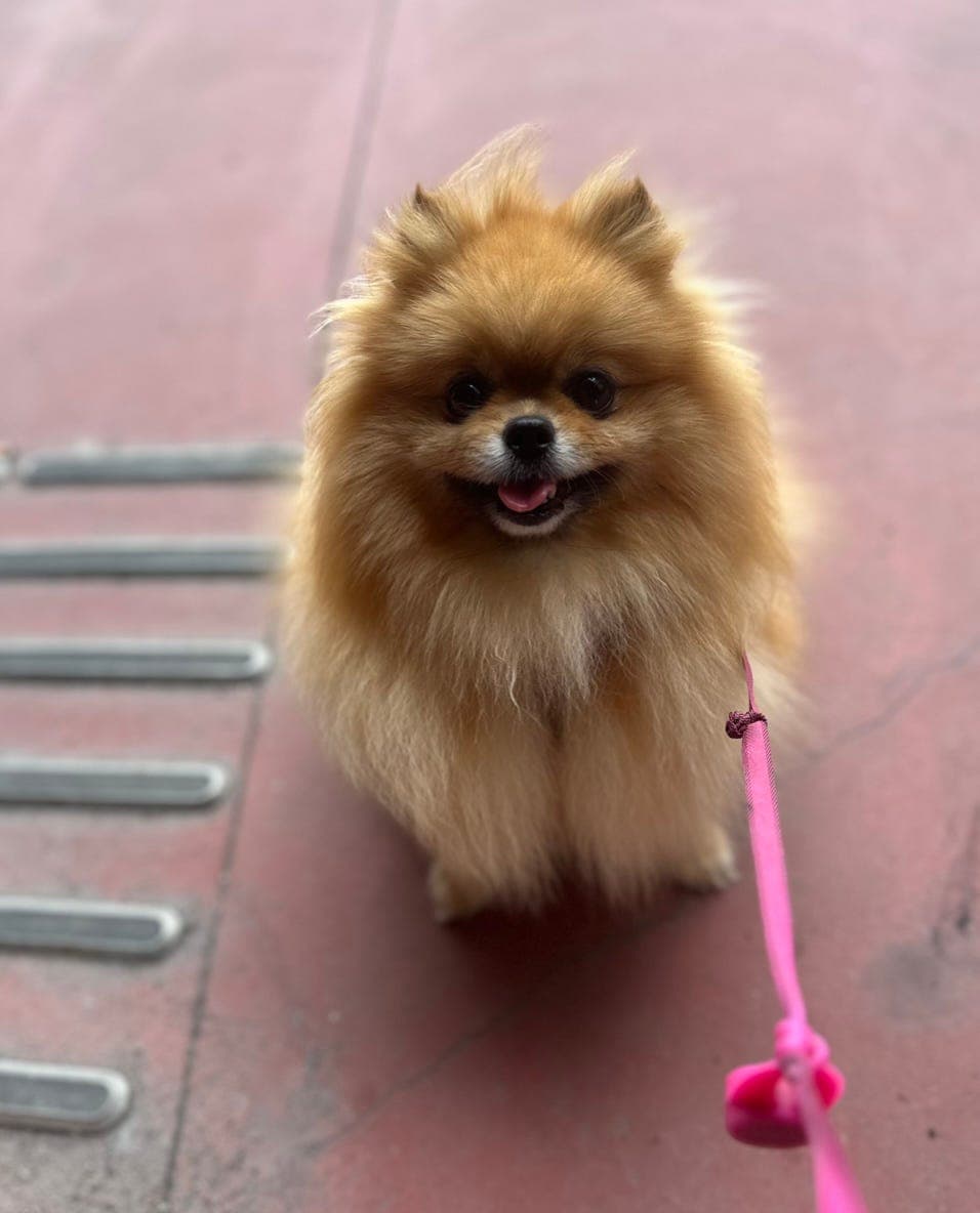 Nelly søker et trygt og varig hjem