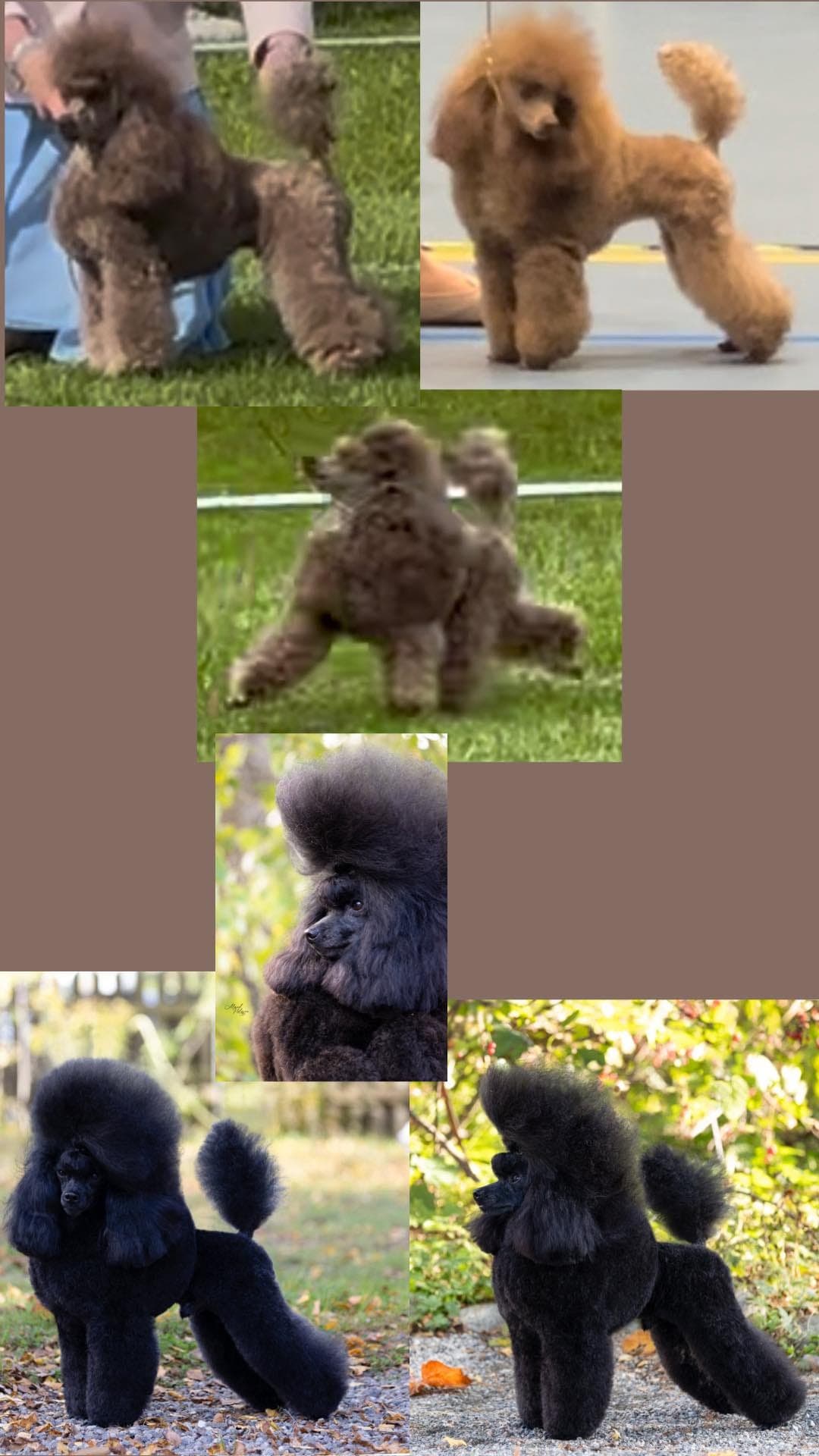 Renraset, NKK registrerte Toypuddel valper, ventes i slutten av mars