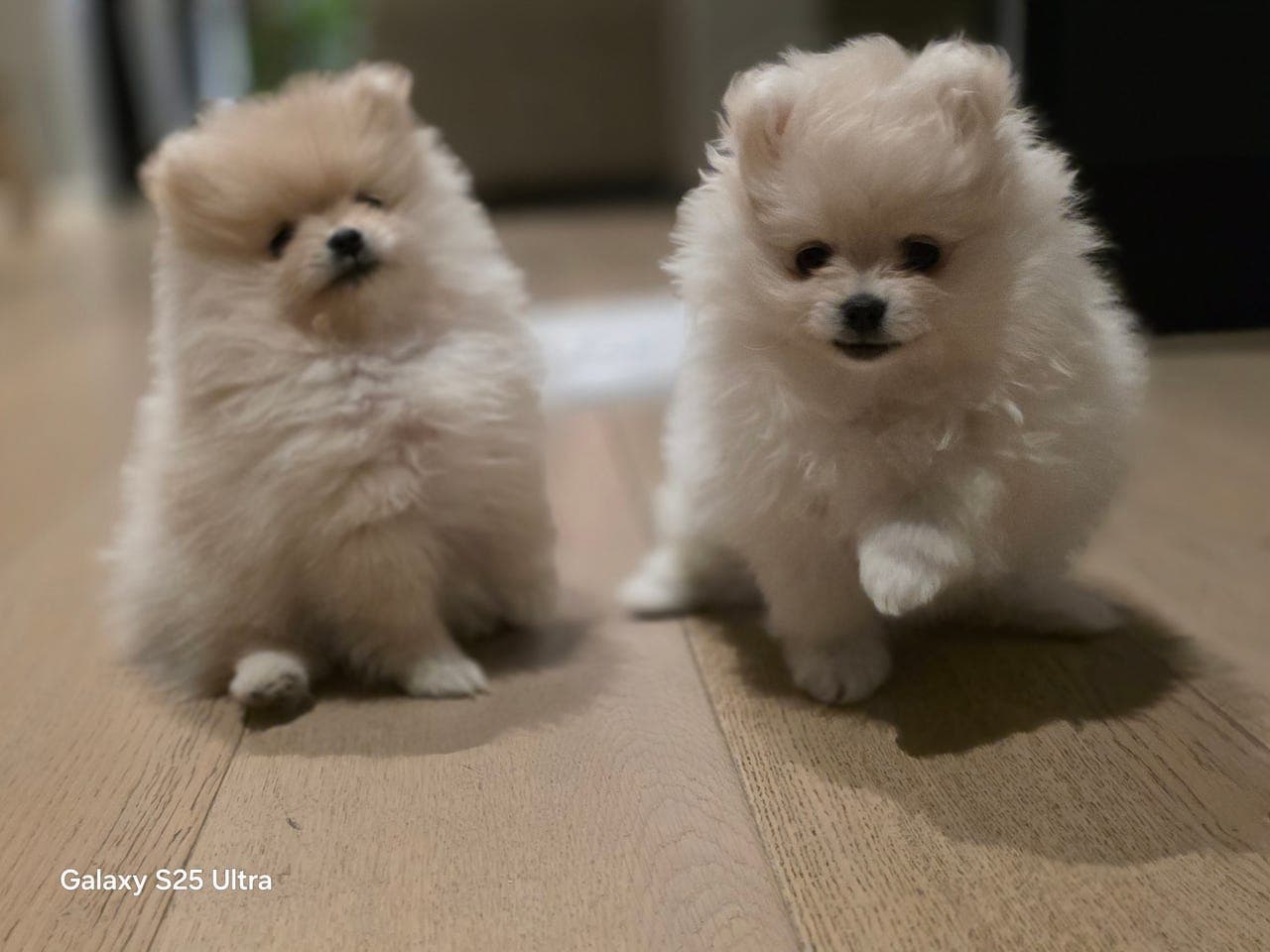To nydelige pomeranian tispe valper til salgs.