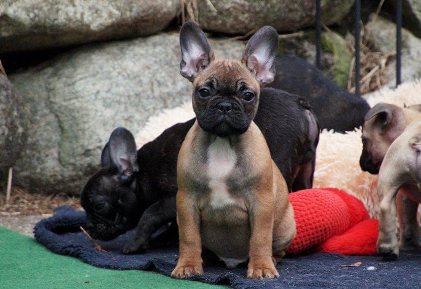 Fransk Bulldog valper