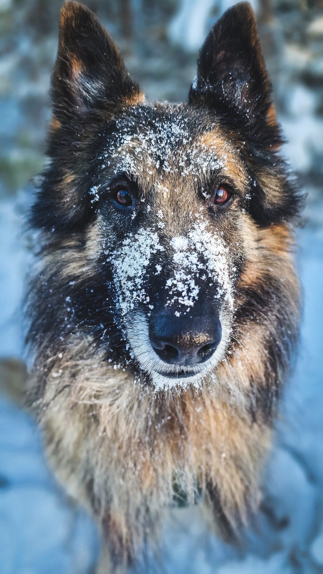 Belgisk fårehund vurderes omplassert