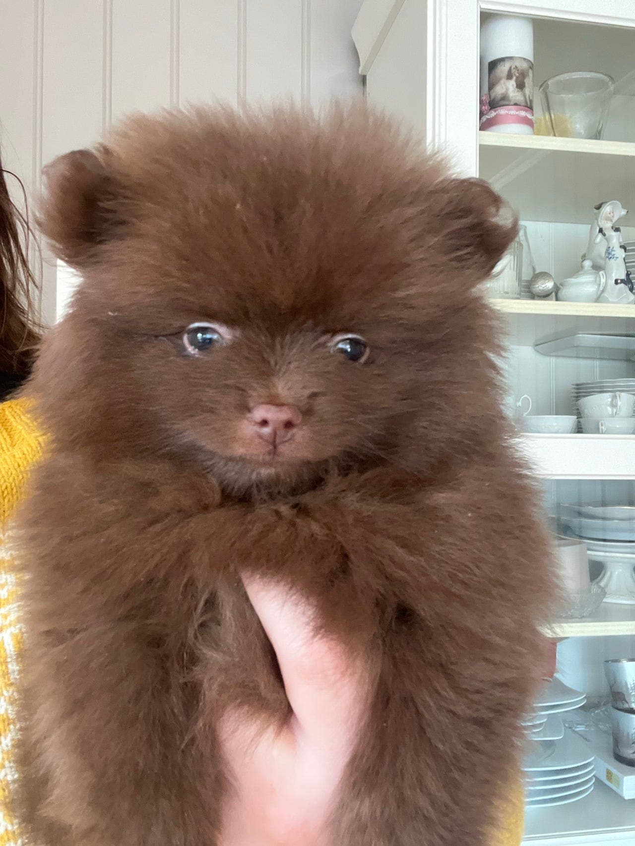 Kleinspitz hannhund ledig .