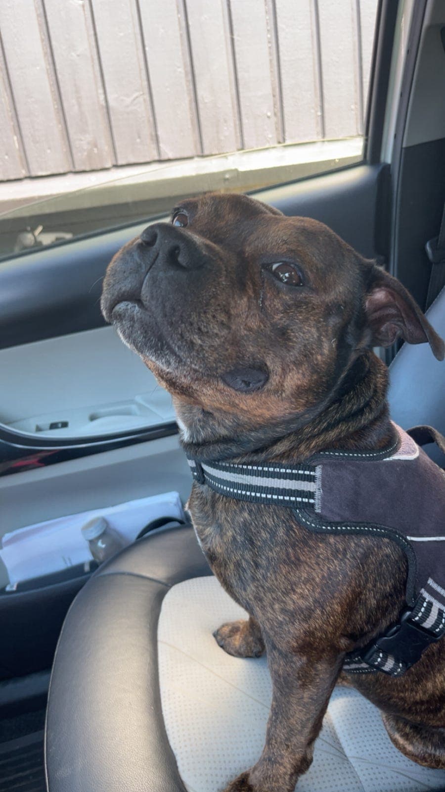 Max – Staffordshire bull terrier søker rolig, barnefritt og hundefritt hjem