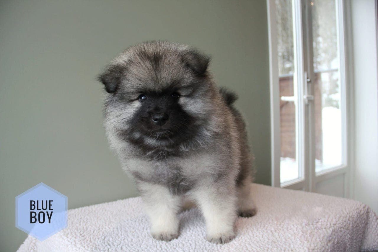 Keeshond hannvalp