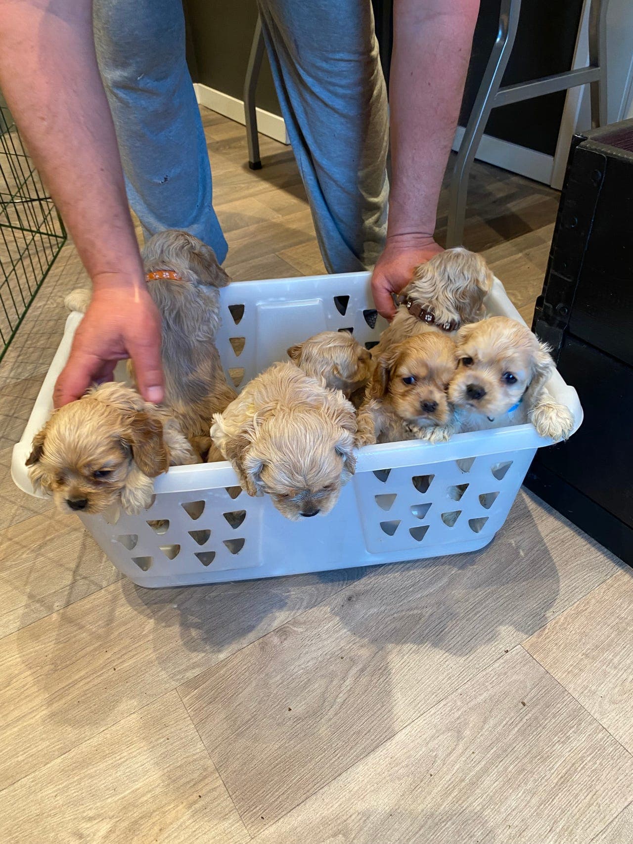 Skjønne Amerikanske Cocker Spaniel valper selges.