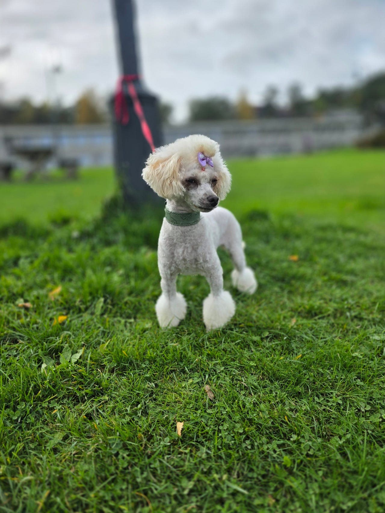 Dvergpuddel tispe selges