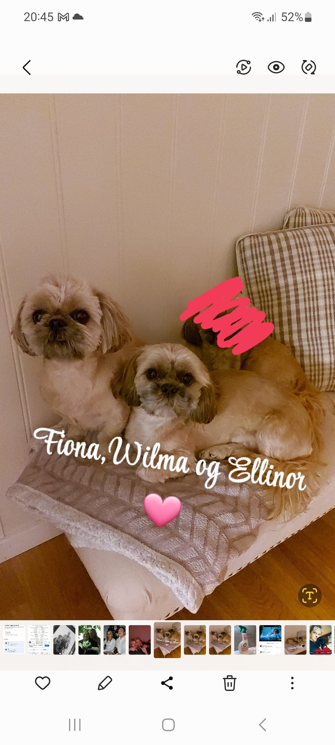 2 shih Tzu tisper vurders omplassert