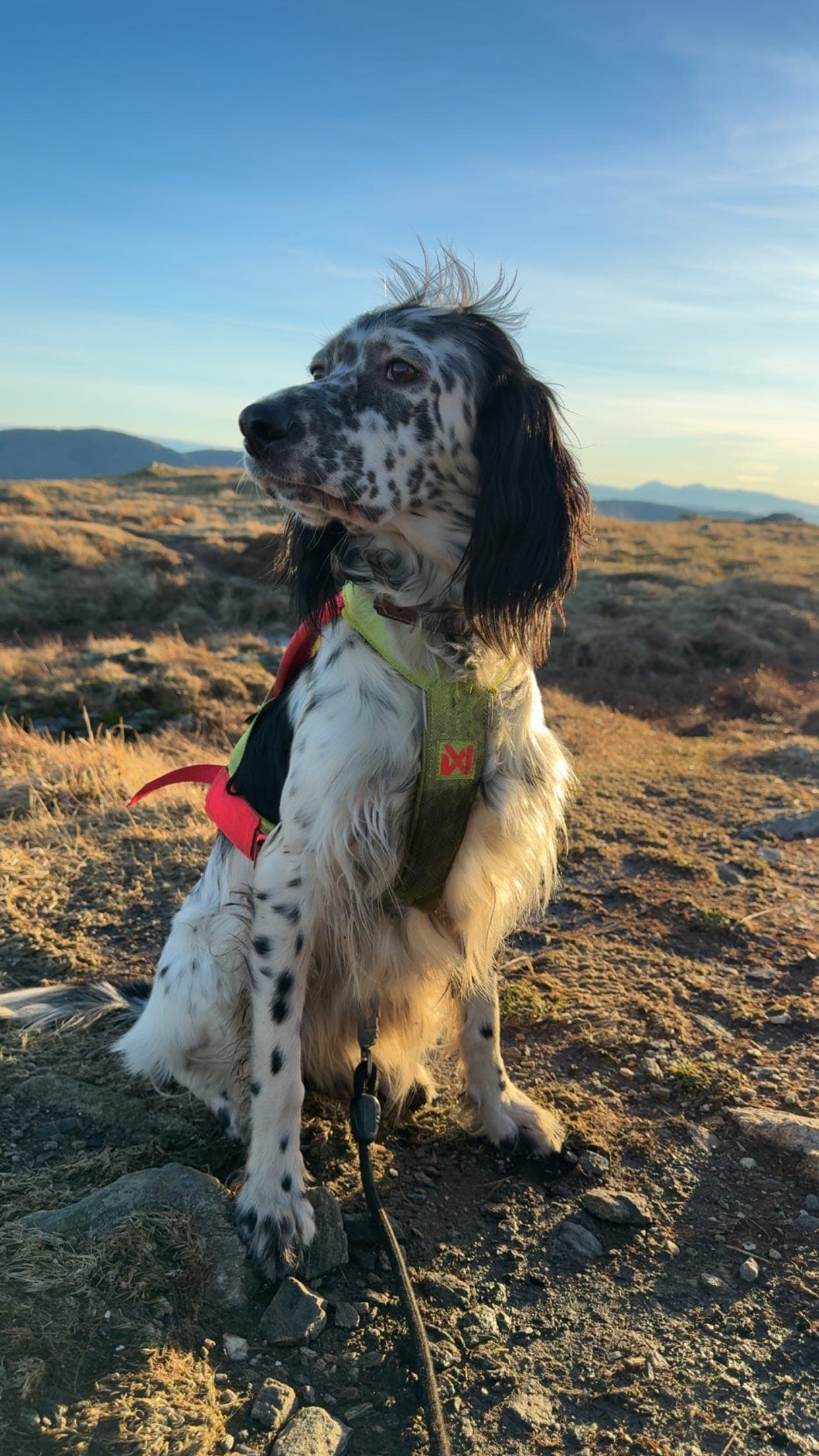Engelsk setter tispe søker nytt hjem