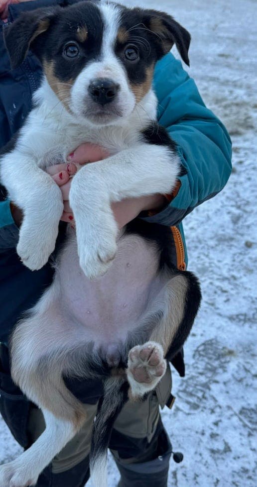 Border Collie gjeterhund valp