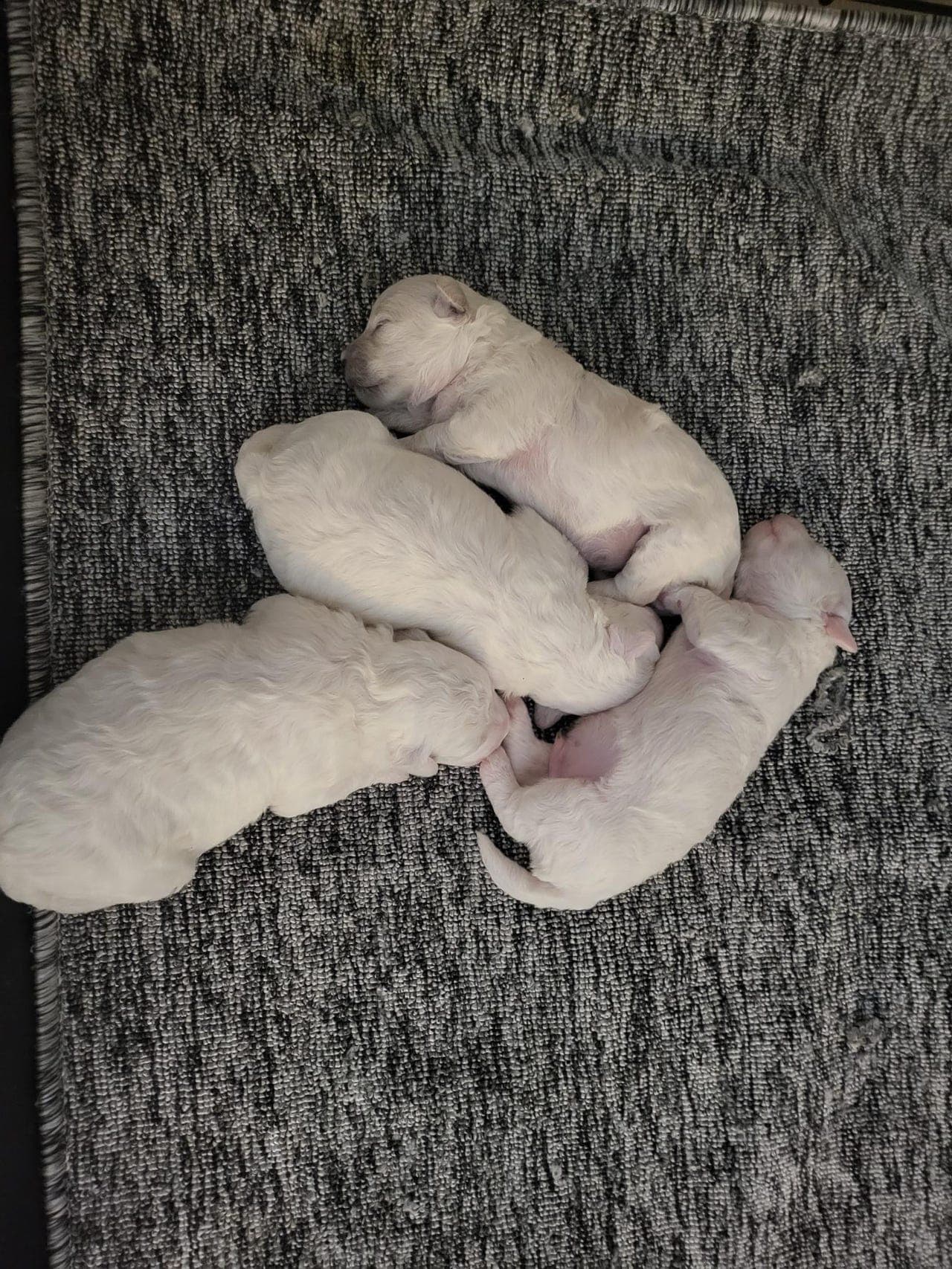 Renrasa Bichon Frise valpene til salg