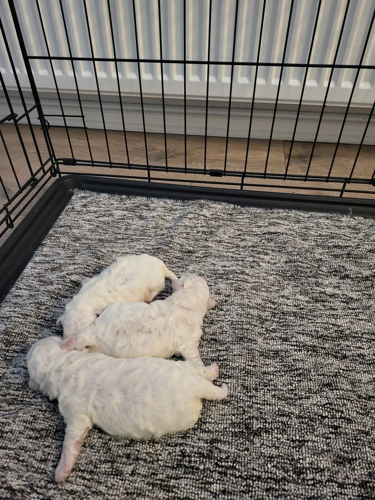 Renrasa Bichon Frise valpene til salg