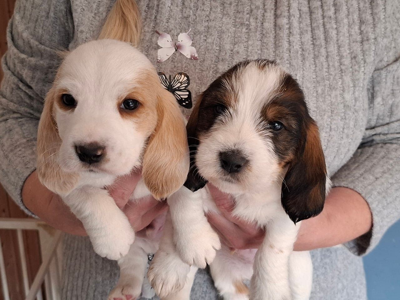Petit Basset Griffon Vendeen, 2 ledige hannvalper