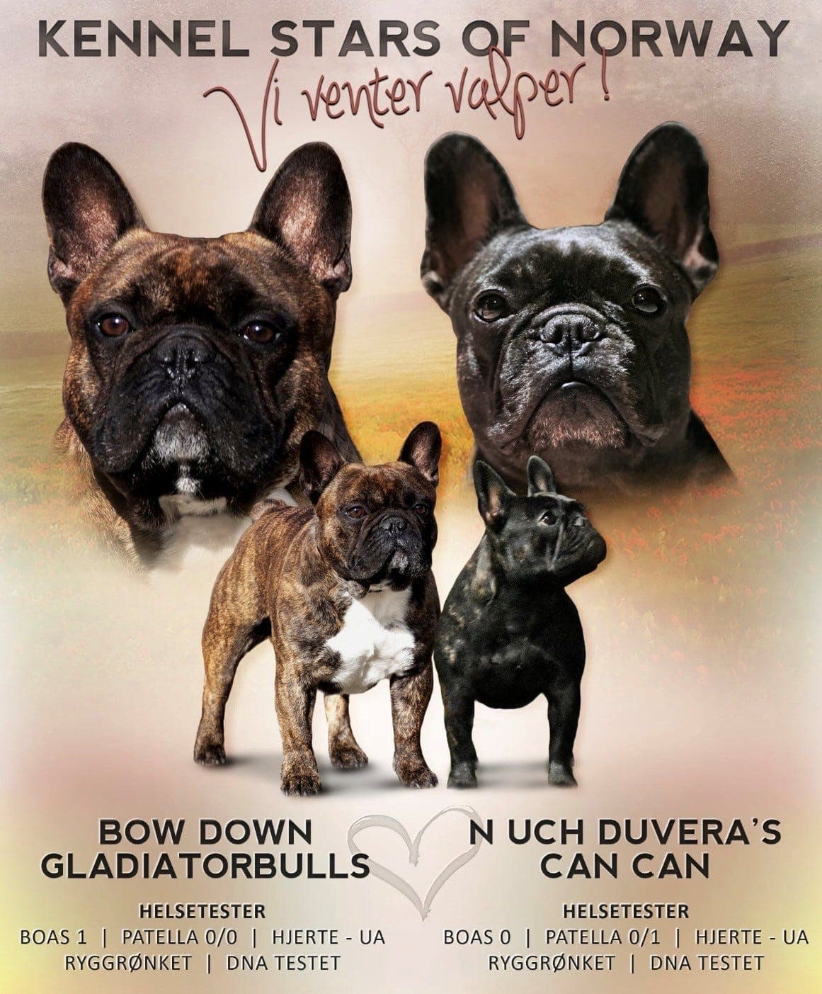 Fransk Bulldog valper selges