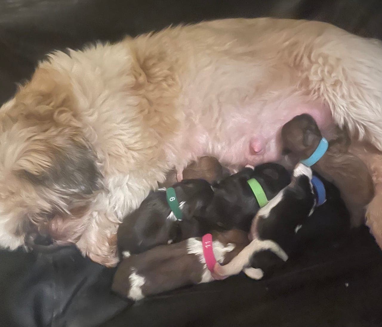 Nydelige shih tzu valper, leveringsklare til påsken ❤️