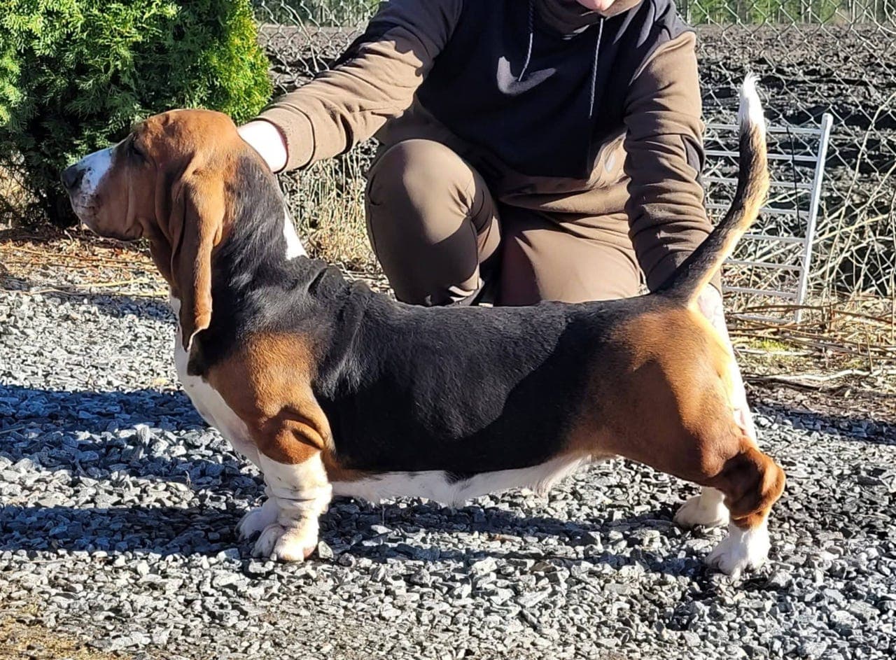 Voksen tispe søker nytt hjem