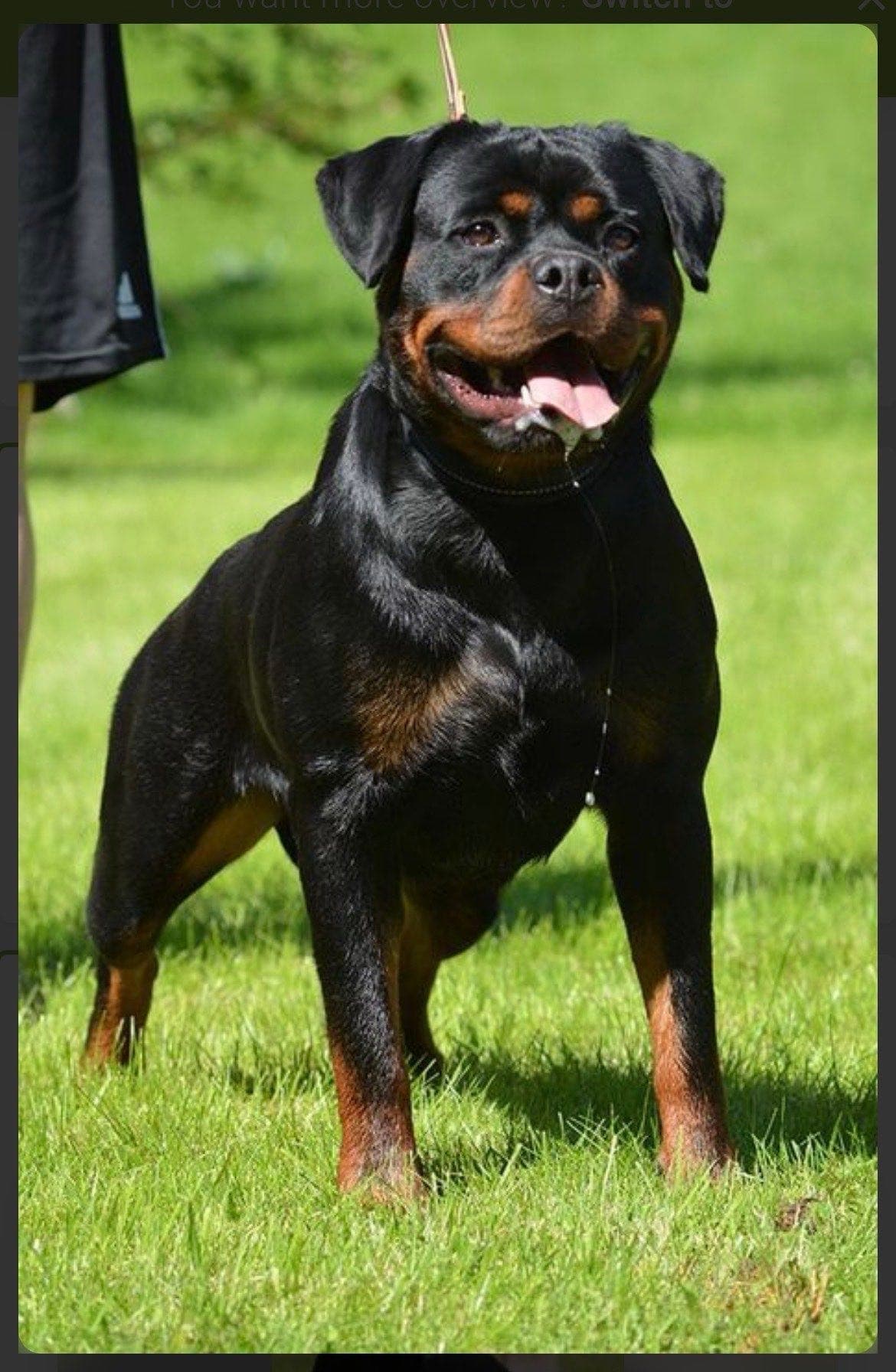 Rottweiler valper fra Wicked Game kennel