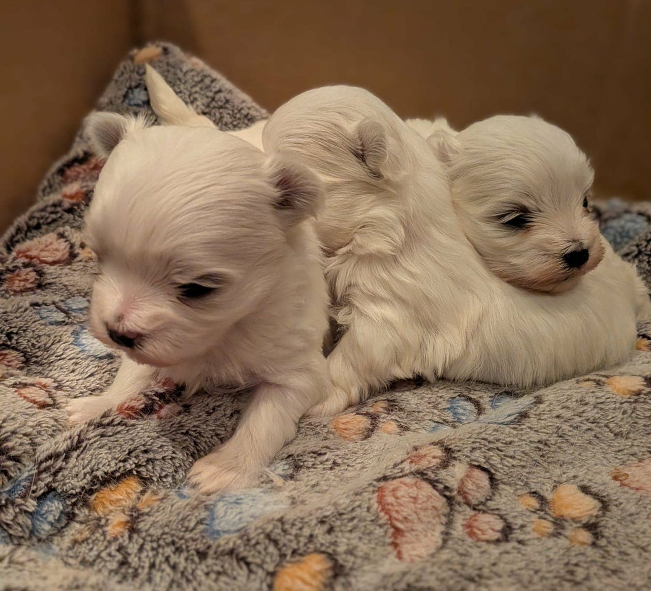 Malteser valper til salgs