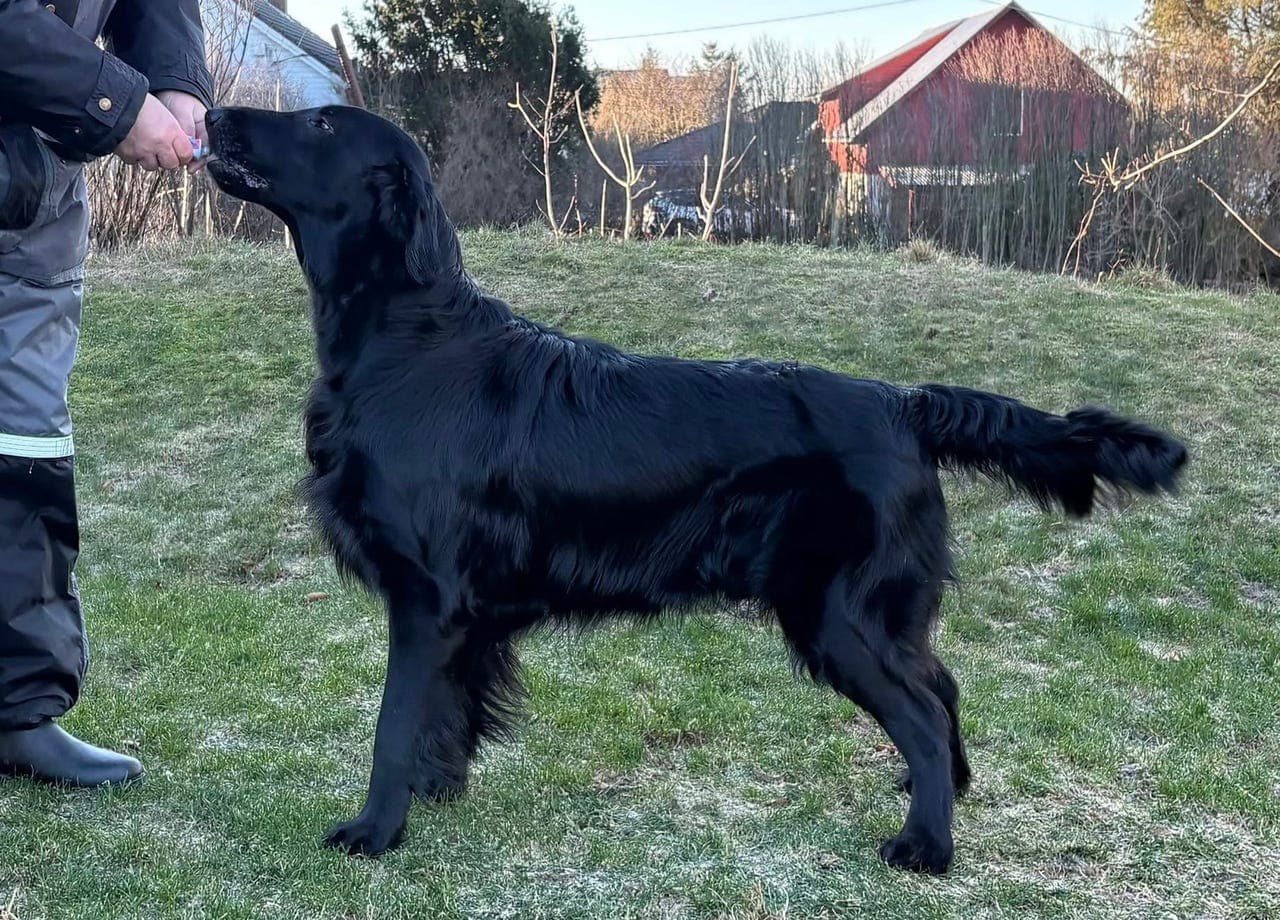 Flatcoated retriever hann 5 år ❤️